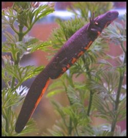 Cynops pyrrhogaster